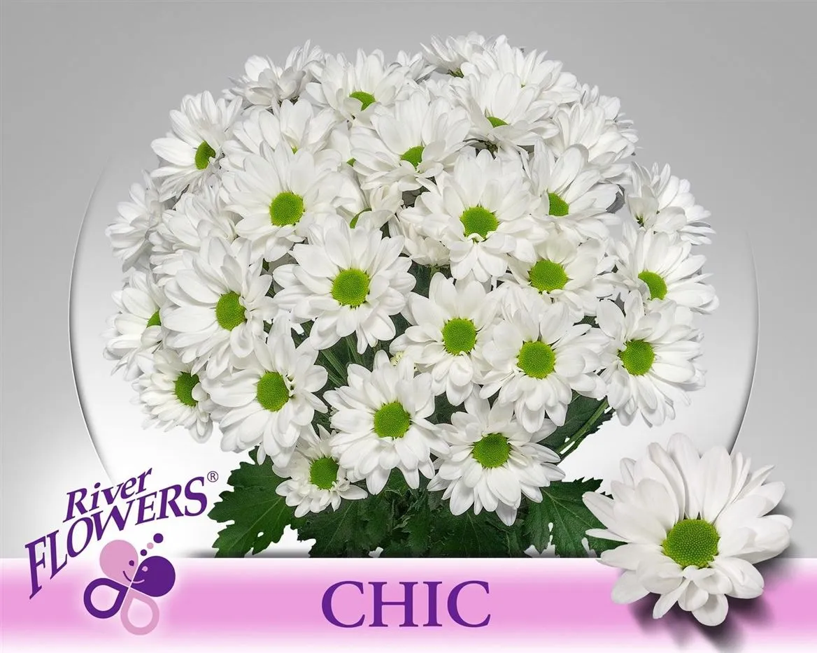 Chr T Chic • 70 cm