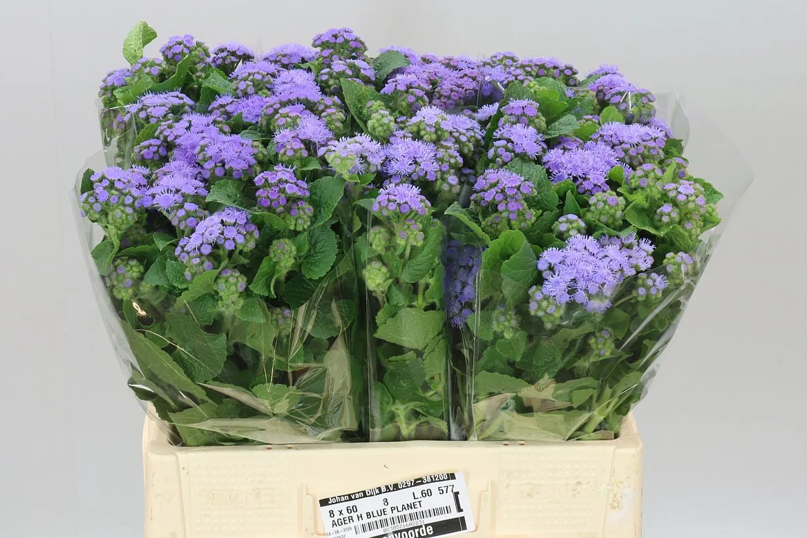 Ageratum Blue Planet • 60 cm