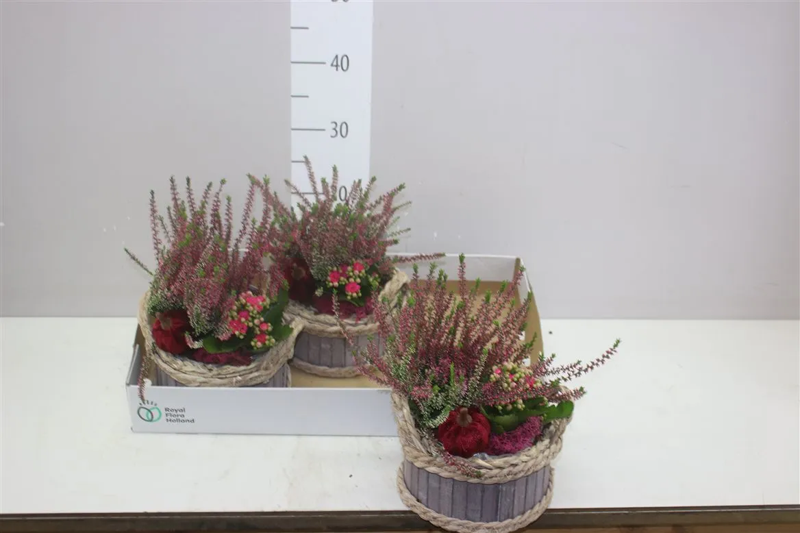 Arr Tuinplanten In Hout Met Touwrand Rond • črepník 19 cm