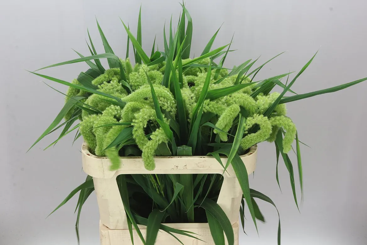 Setaria It Volle Melk • 75 cm