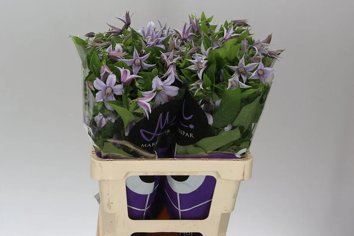 Clematis Star River • 60 cm
