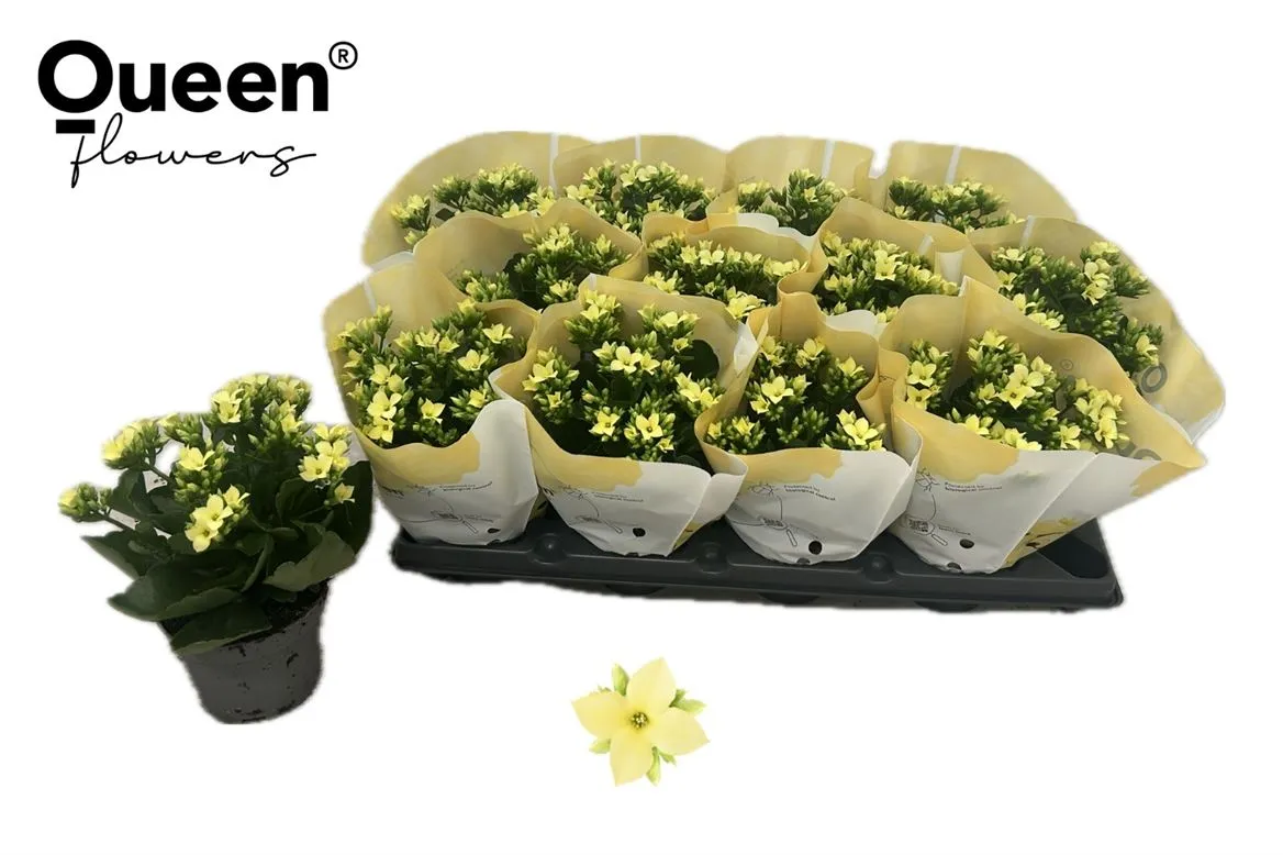 Kalanchoe Bl Joyce • črepník 10,5 cm