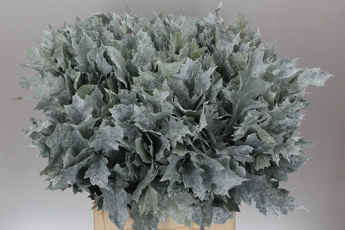 Quercus Rubra White 20st • 80 cm