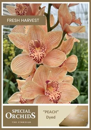 Cymb Dyed Peach X2 • 80 cm