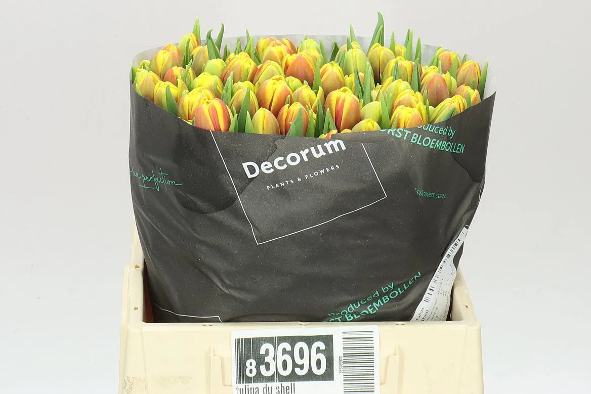 Tulipán plnokvetý Shell • 38 cm