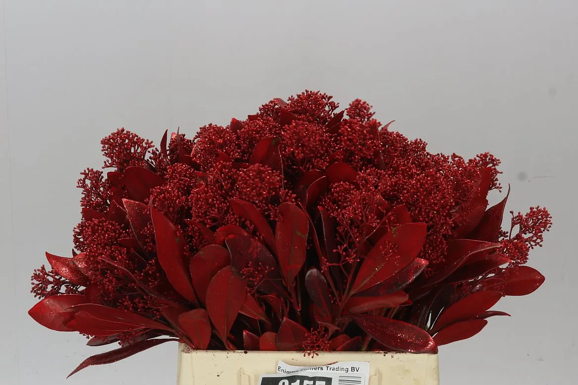 Skimmia farbená Red • 45 cm
