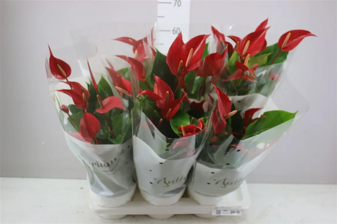 Anth An Banderola Roja • črepník 17 cm