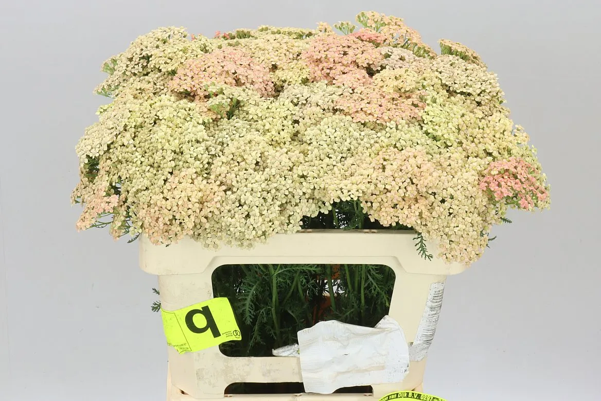 Achillea Lachsschönheit • 55 cm