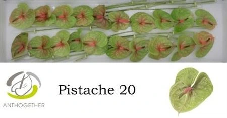 Antúrium Pistache