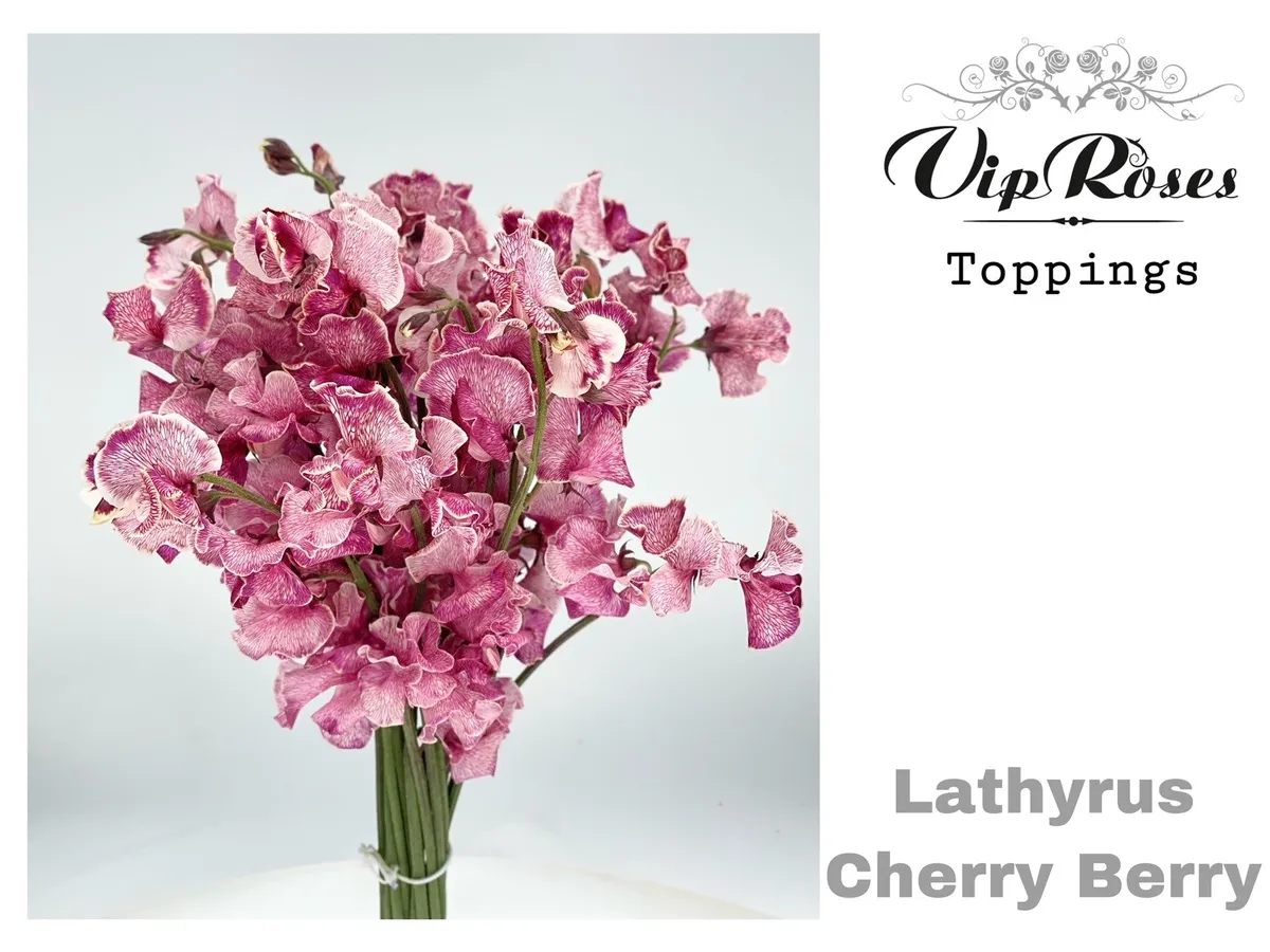 Lathyr Cherry Berry • 35 cm