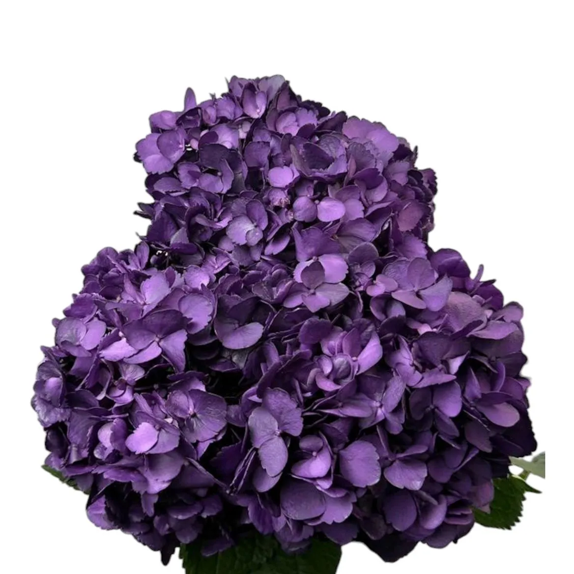 Hortenzia Purple Mora Box Ex • 65 cm