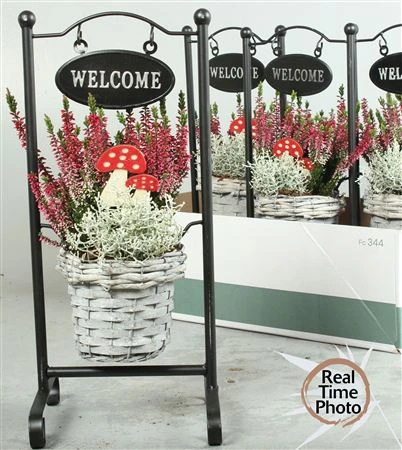 Arr Tuinplanten In Standaard Welcome • črepník 20 cm