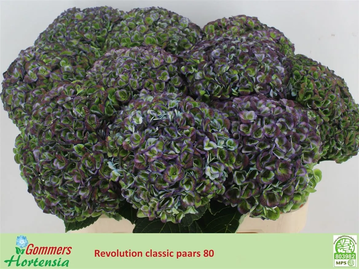 Hyd Revolution Classic • 80 cm