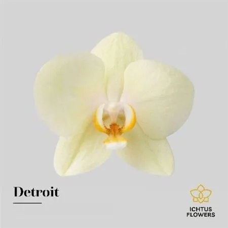 Phal Detroit