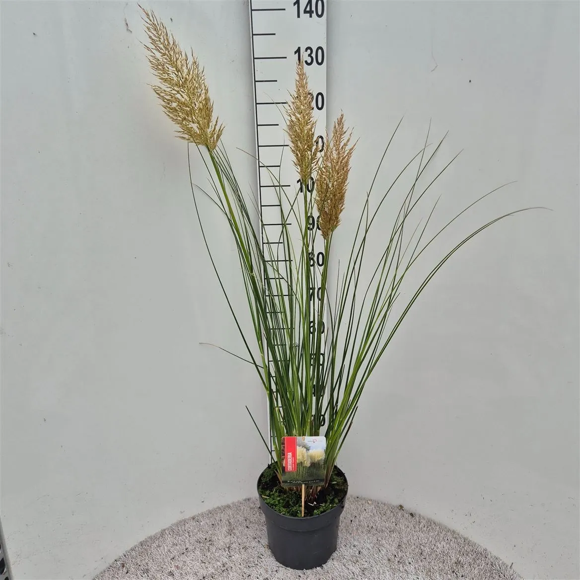 Cortaderia Se Pumila • črepník 26 cm