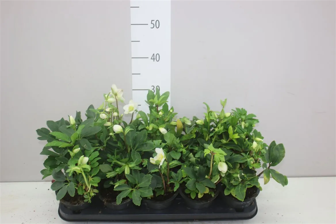 Helleborus N Happy Day 6+ • črepník 12 cm