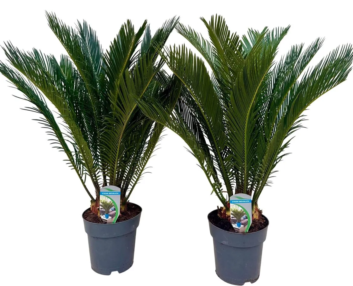 Cycas Revoluta 12+ • črepník 17 cm