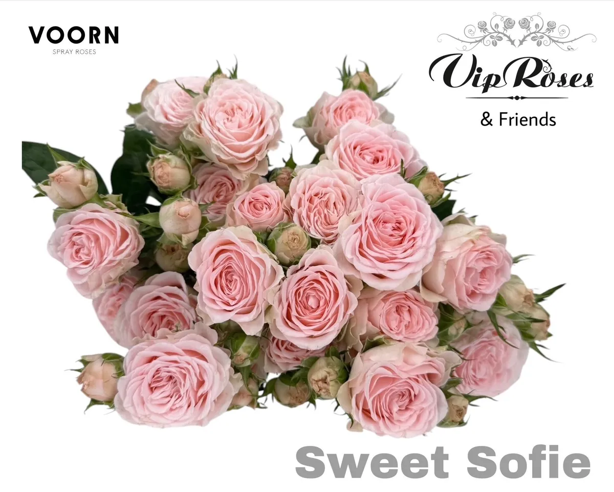 R Tr Sweet Sofie 60cm • 60 cm