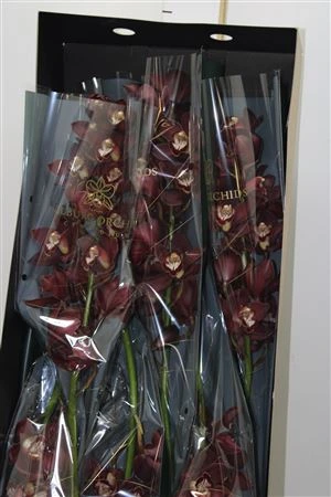 Orchidea Cymbidium Priwine, celá stonka • 80 cm