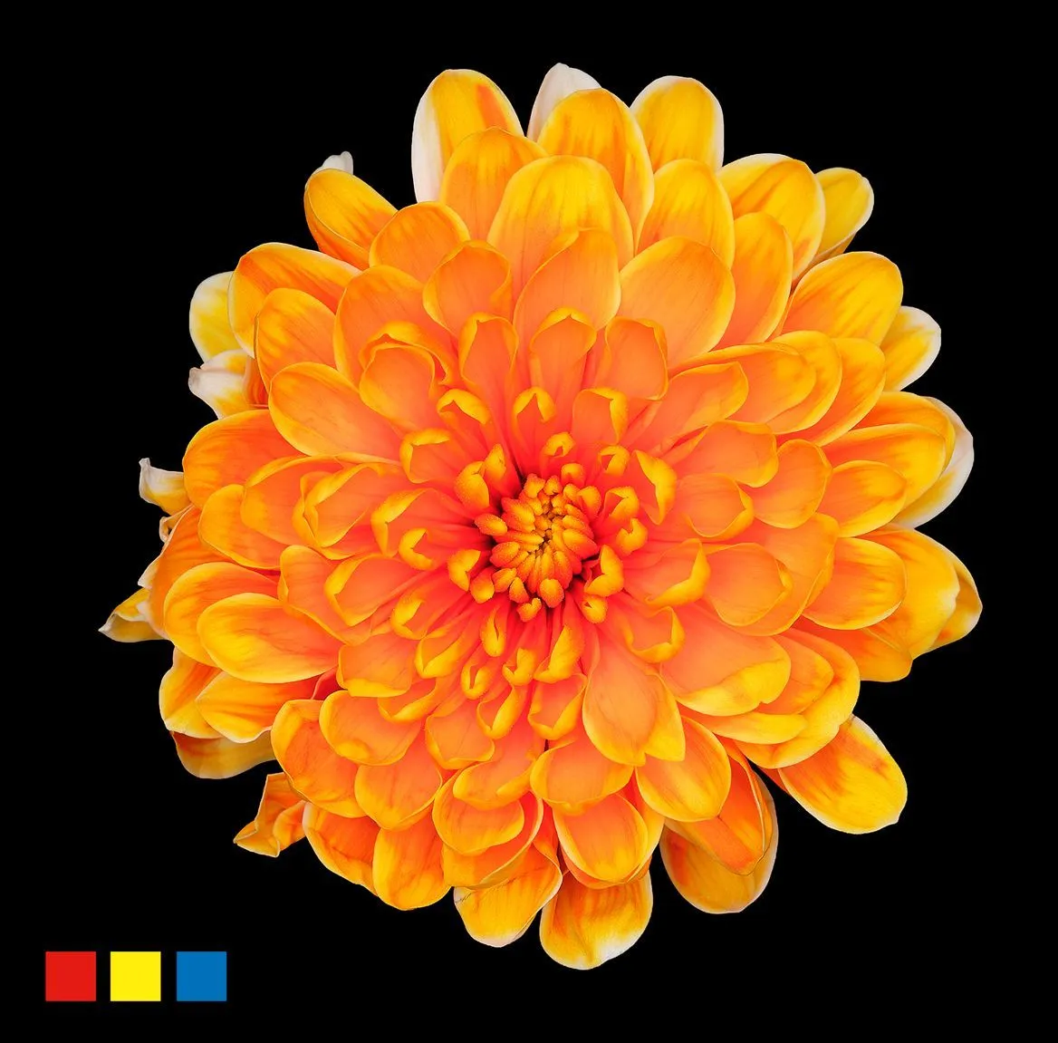 Chryzantéma trsová Altaj Sunset • 70 cm