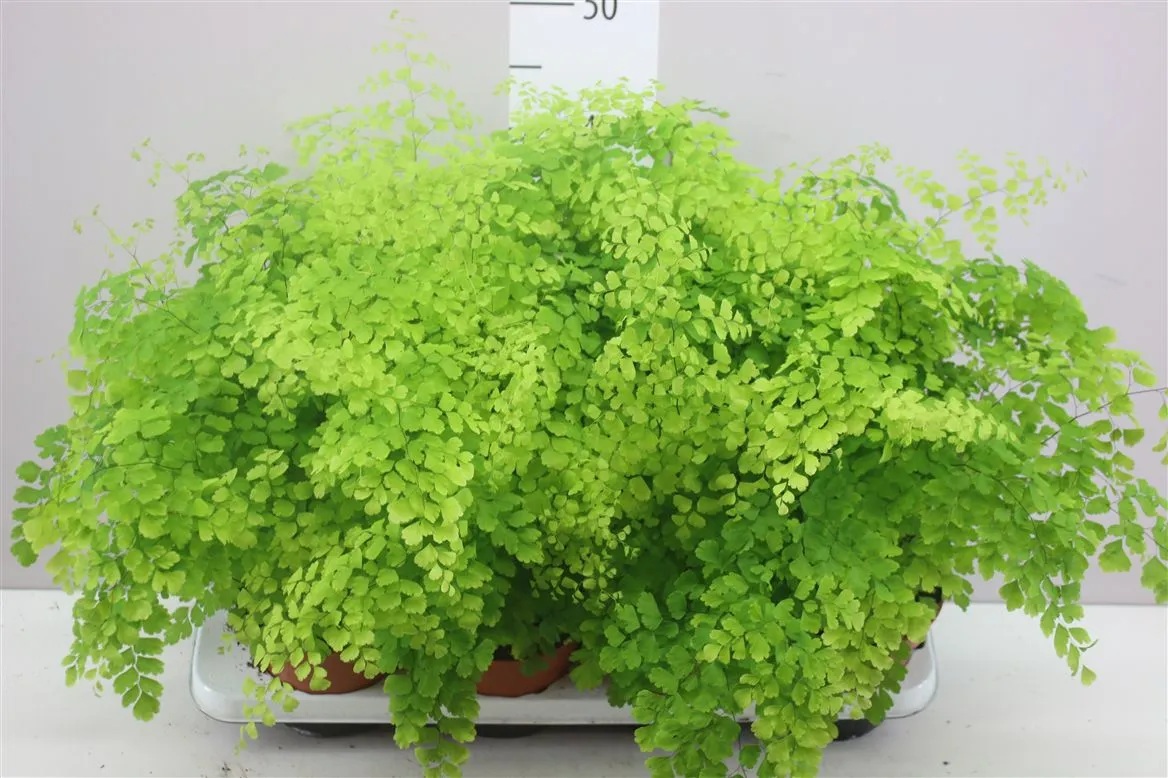 Adiantum Ra Fragrans • črepník 14 cm