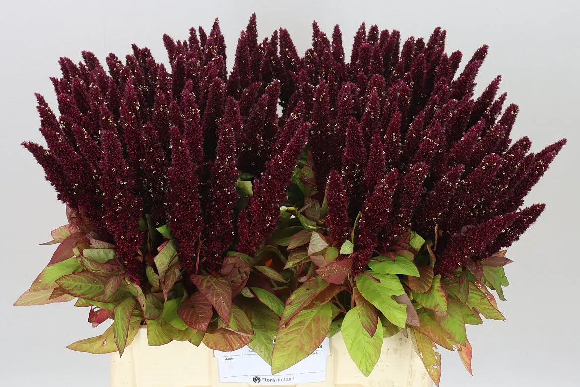 Amaranthus Red • 60 cm