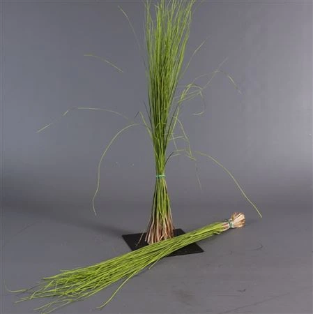 Beregras Green • 60 cm