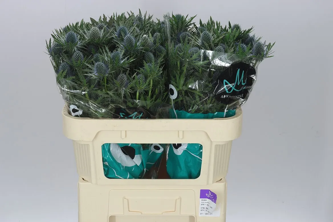 Eryngium Aqua • 70 cm