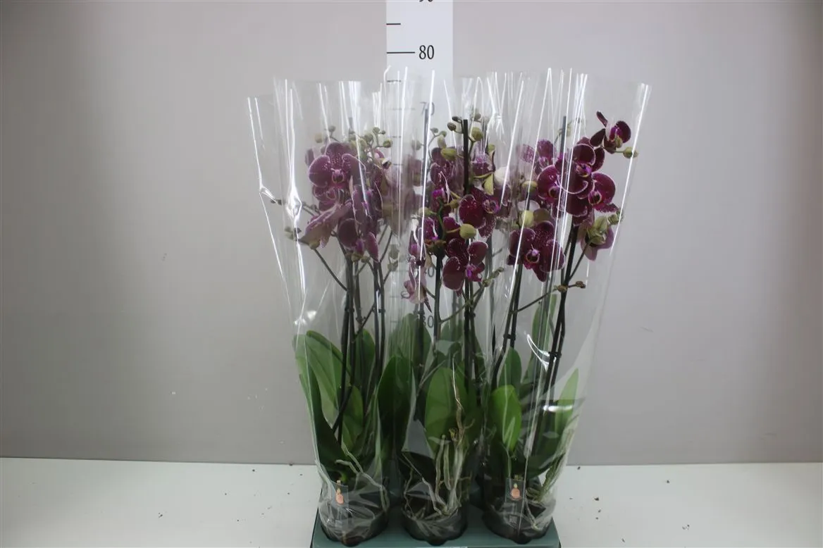 Orchidea Phalaenopsis Eduction, 2 výhony • črepník 12 cm