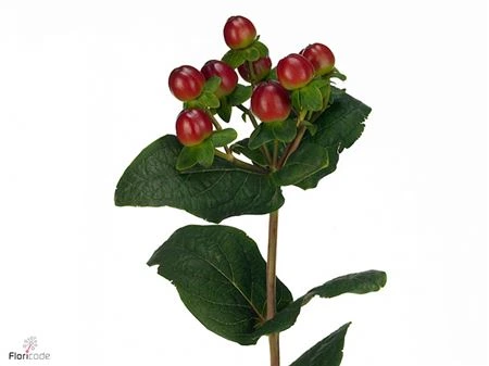 Hyperikum Magical Seasons • 70 cm
