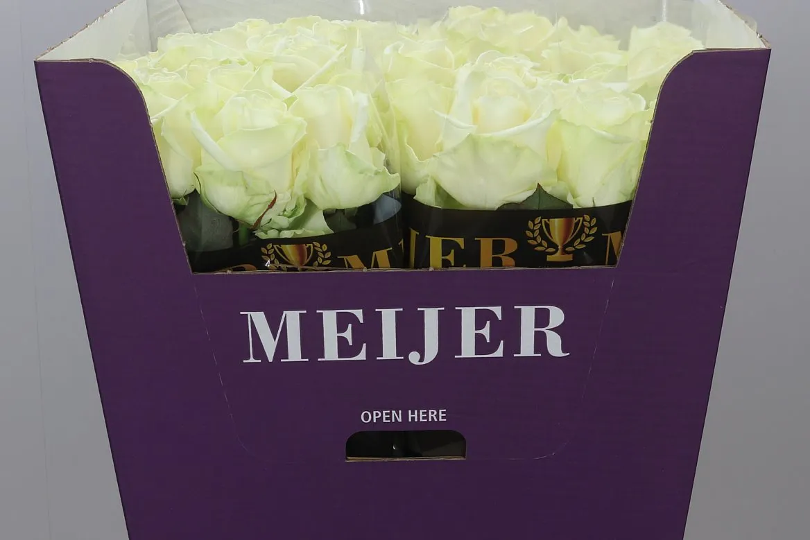 Ruža Avalanche Meijer White • 80 cm