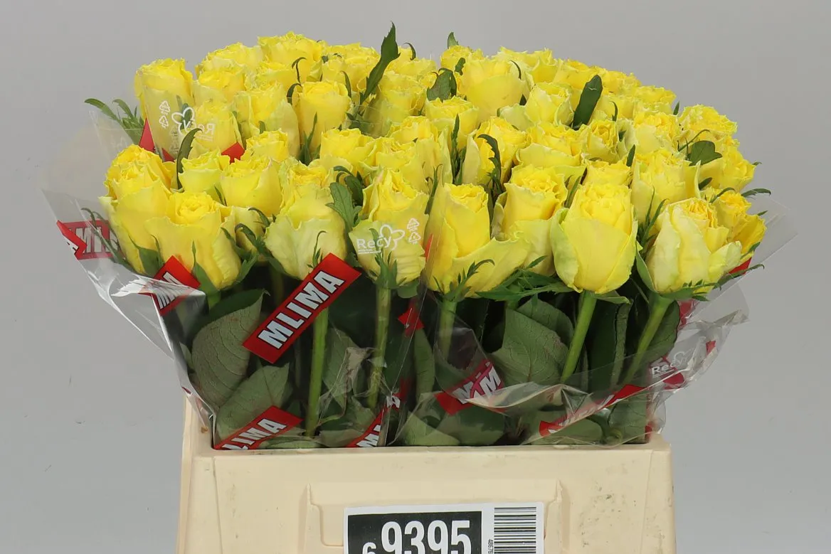 Rosa Gr Good Times • 40 cm