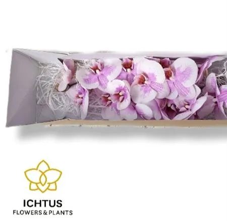 Phal Okayama