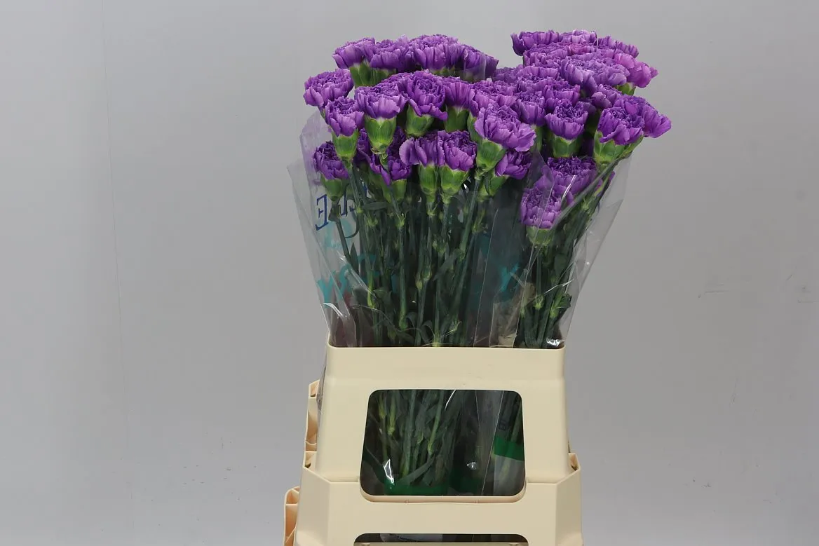 Di St Moonlite • 65 cm