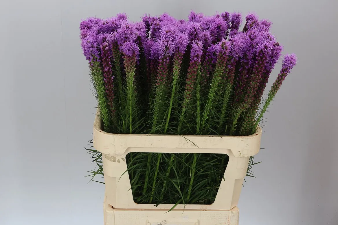 Liatris Callilepis • 80 cm