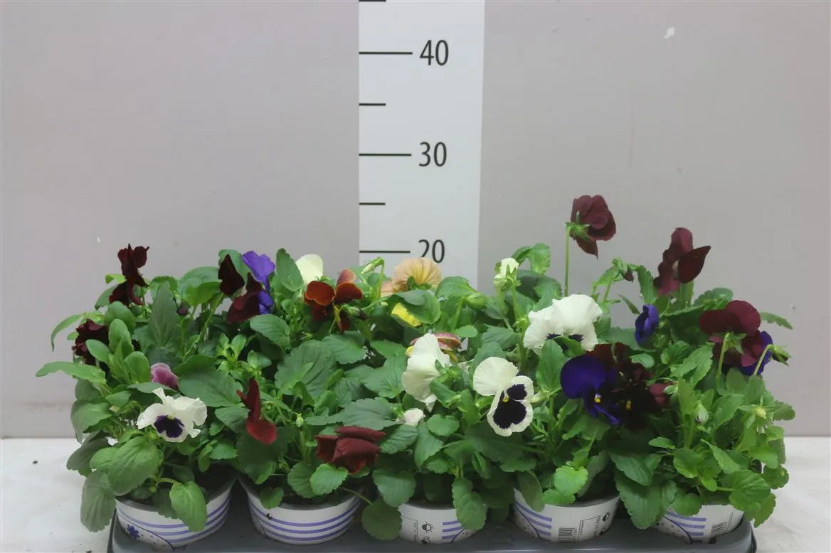 Viola Color Gemengd Carnaval • črepník 12 cm