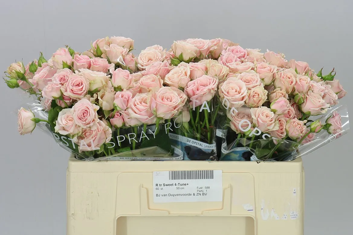 Rosa Tr Sweet 4-tune+ • 50 cm