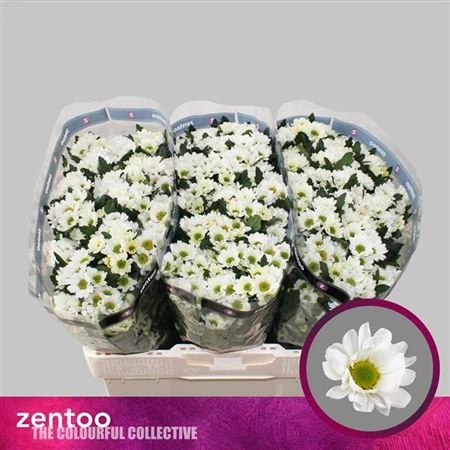 Chryzantéma santini Rossi White • 55 cm