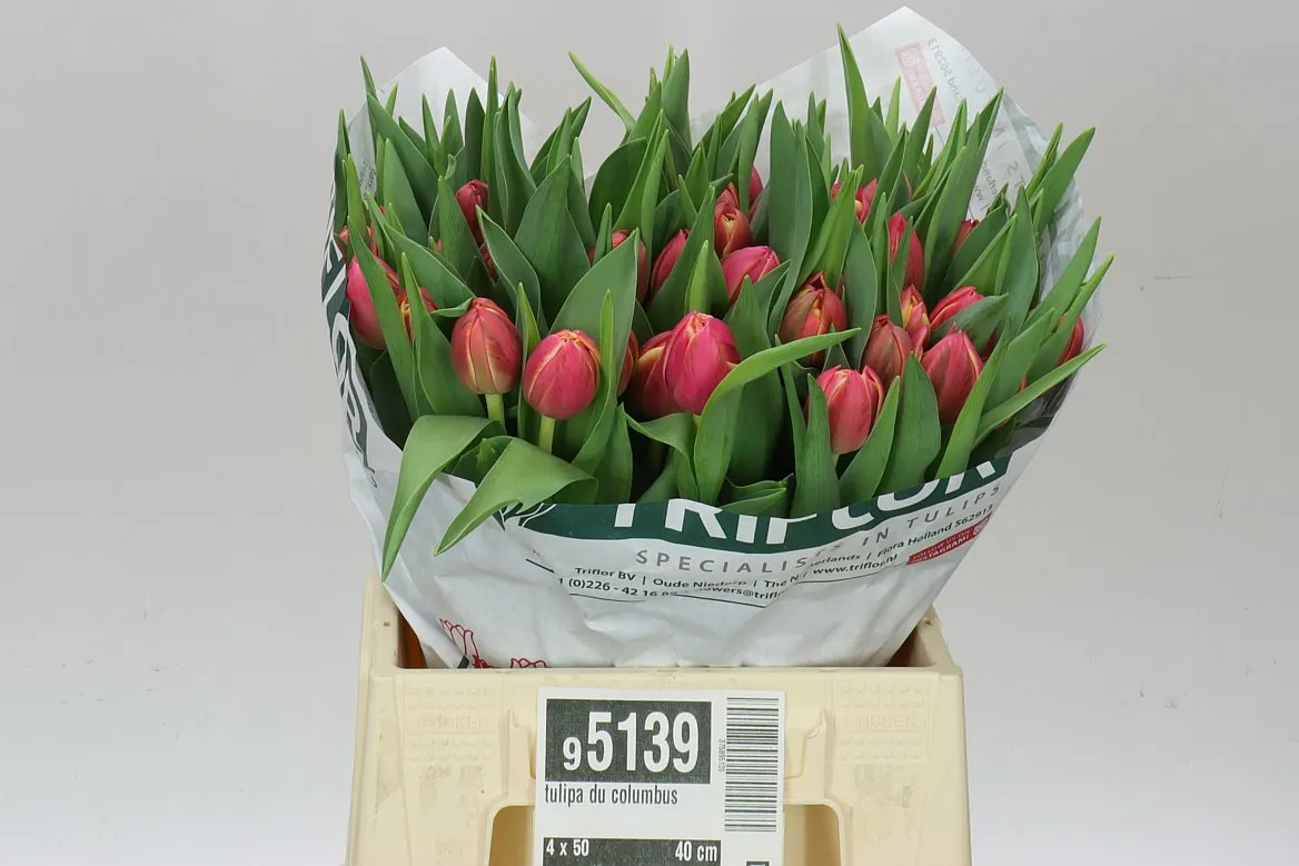 Tulipa Du Columbus • 40 cm