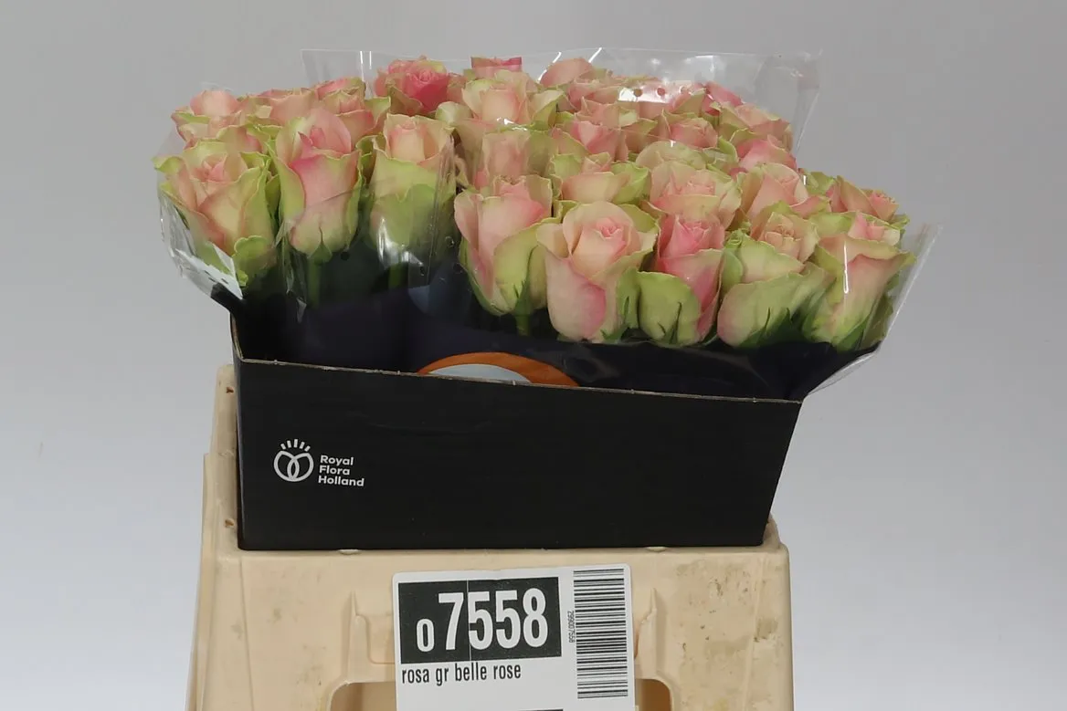 Ruža Belle Rose Ex • 40 cm