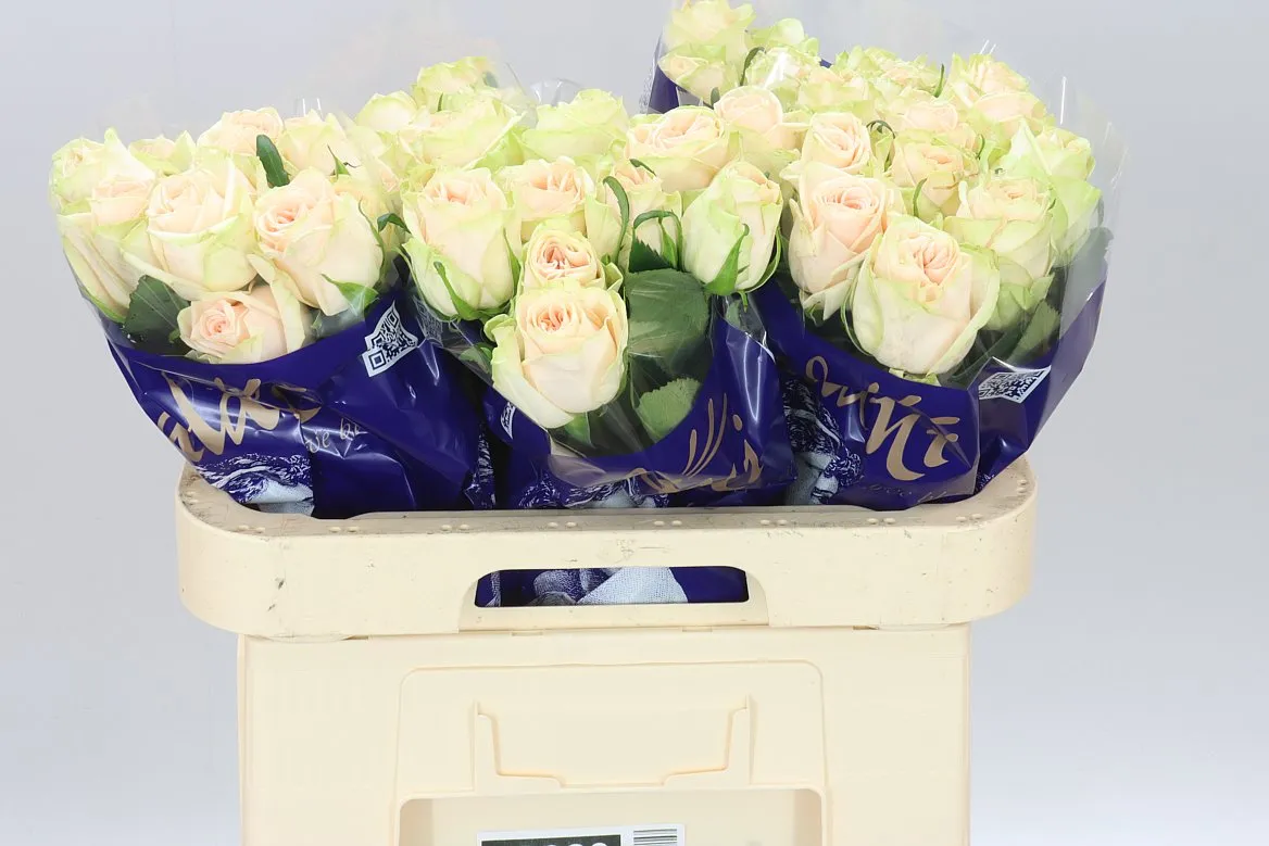 Rosa Gr Wedding Rose • 60 cm