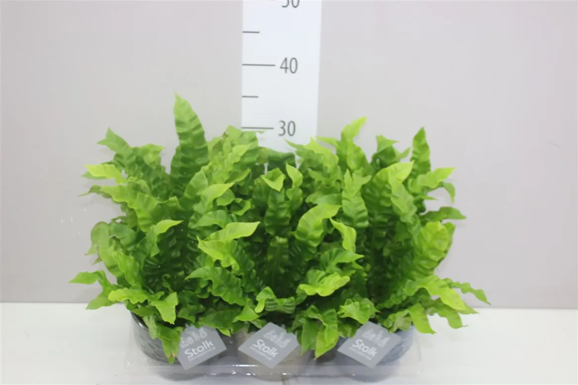 Asplenium Crispy Wave Gaia v keramike • črepník 13 cm