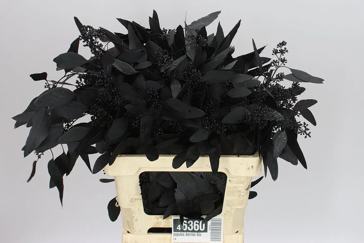 Eukalyptus Populus Berries Black • 65 cm