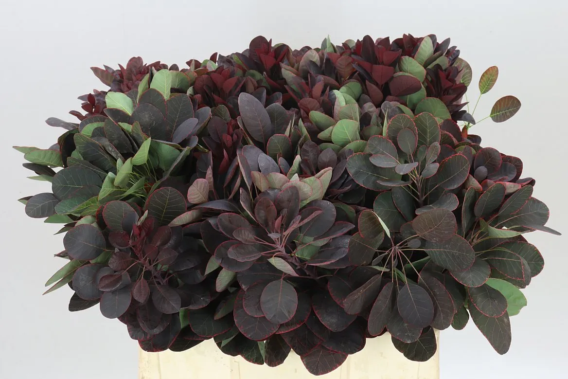 Cotinus Blad • 60 cm