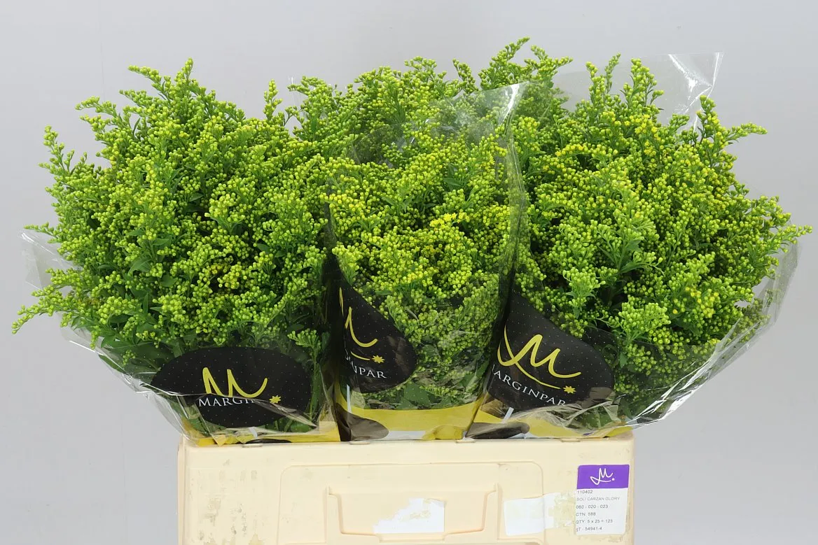 Solidago Golden Glory • 60 cm