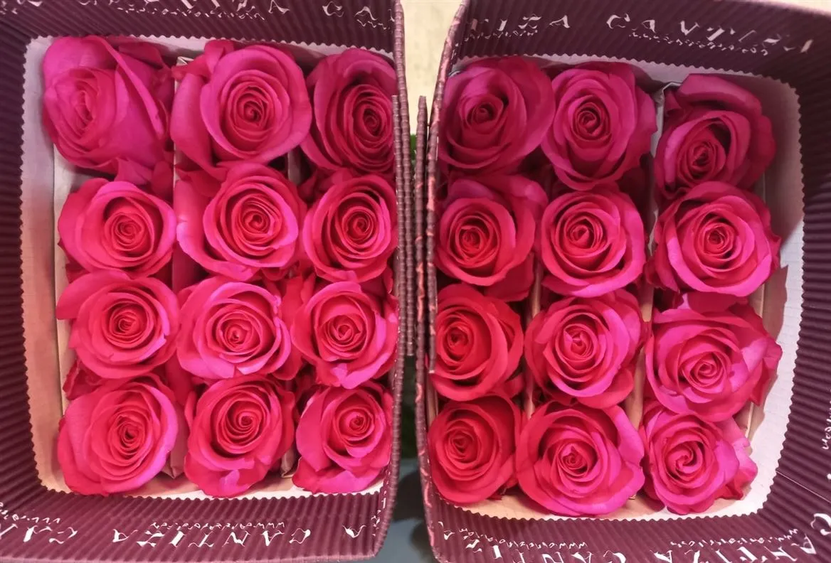 Rosa Gr Ec Stiletto • 50 cm