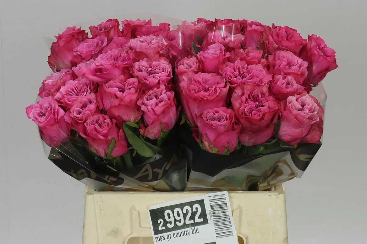 Rosa Gr Country Blues • 40 cm