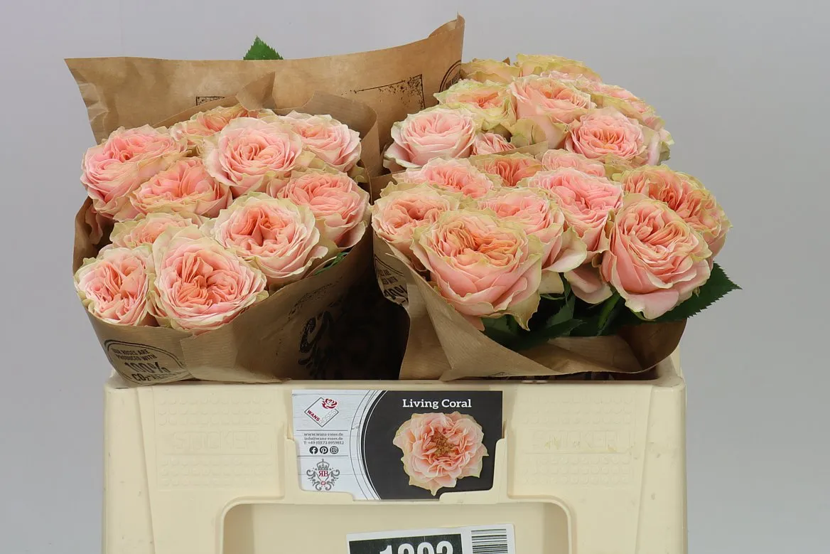 Rosa Gar Living Coral • 50 cm