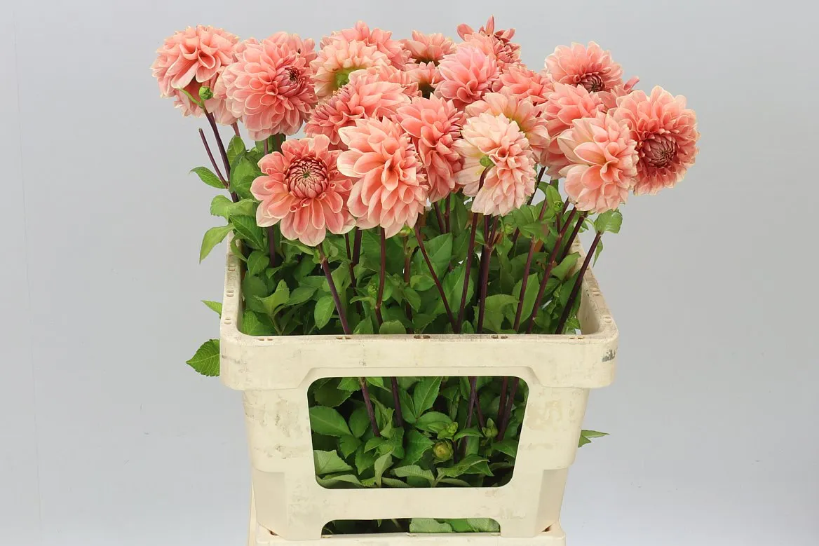 Georgína Salmon Delight A2 • 60 cm