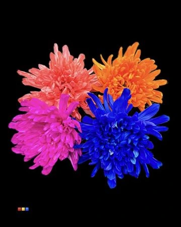 Chryzantéma veľkokvetá Antonov mix • 70 cm